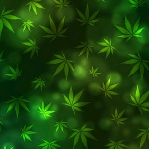 Meet your Posher, Lina